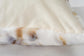 Luxury Rug Collection (LXP04)